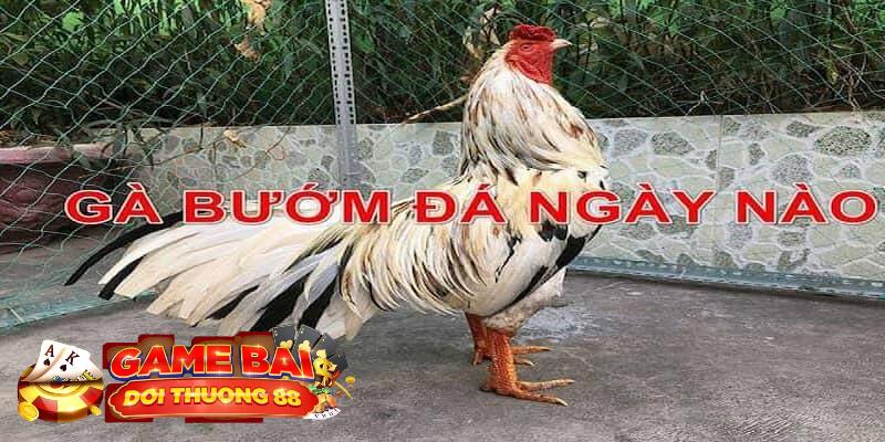 gà bướm đá ngày nào tốt