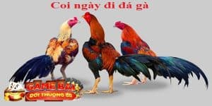 gà bướm đá ngày nào tốt