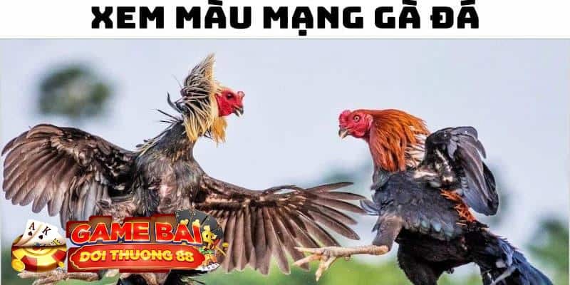 màu mạng gà đá